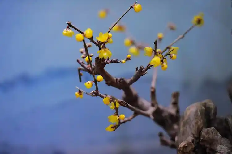 傲骨幽香,寒梅绽放(拍于室内梅花展)