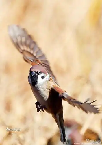 摄影 雀儿飞         一片金色的稻田,和一群