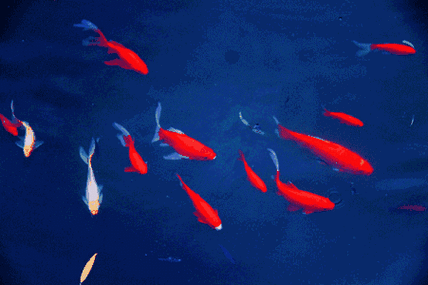 新明珠 / "鱼"乐一夏,趣味抓鱼,鱼儿免费带回家!