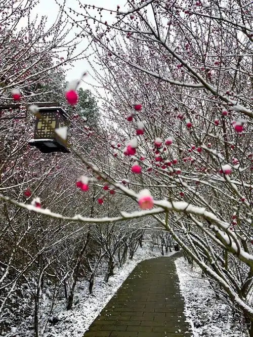 五伙伴游春赏花没想到竟然还能在山上邂逅一场雪中红梅来一次踏雪寻梅