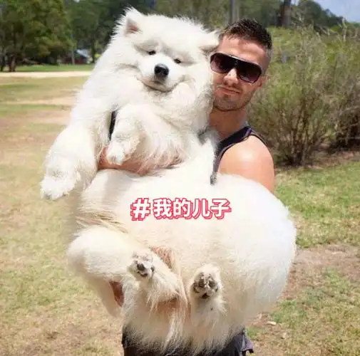 每只狗狗和主人都有段神奇的关系