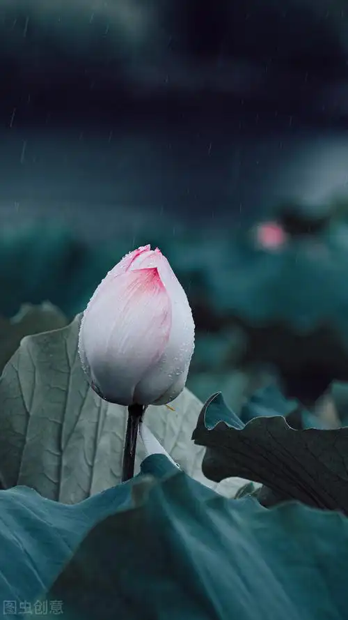 中国风水墨荷花图.禅意静心唯美意境,古风仙仙荷韵写意之美