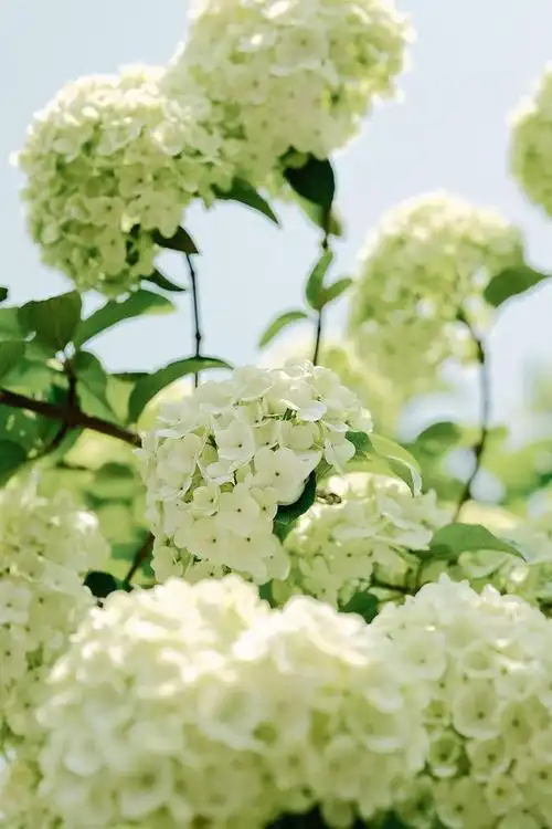 春天不能错过的绣球花