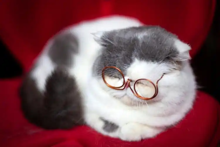 带眼镜的加菲猫