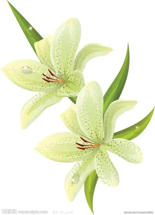 矢量百合花图片