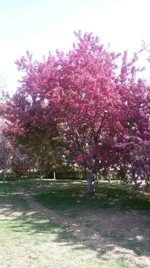 丰盛海棠,开的晚树型好,比较高,花多,颜色有点紫,亚当海棠
