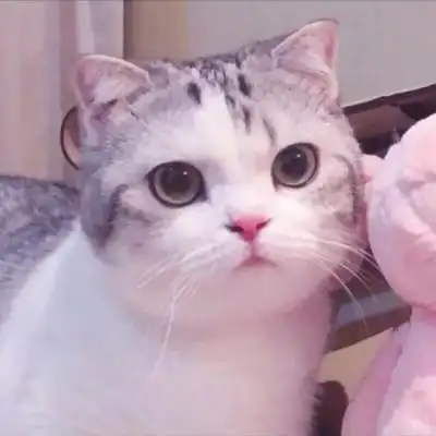 喵喵的头像~_可爱图片_我要个性网