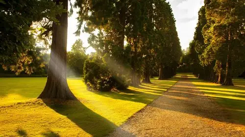 阳光,公园小巷,树木,道路,草 壁纸 - 1920x1080 全高清