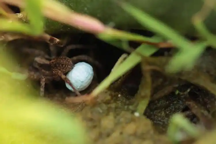 带蛋的蜘蛛(二)