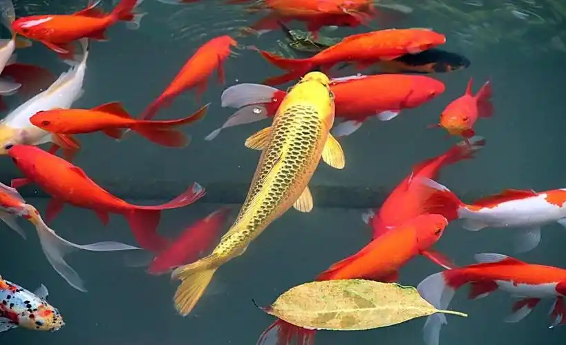 锦鲤鱼为什么会长瘤子?如何预防和治疗?