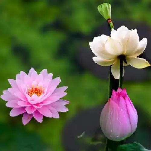 适合永久做头像的图片,一看就舒心的很罕见又好看的-唯美头像