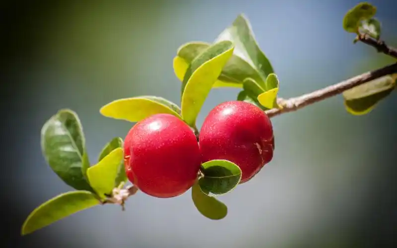 樱桃,树枝 iphone 壁纸