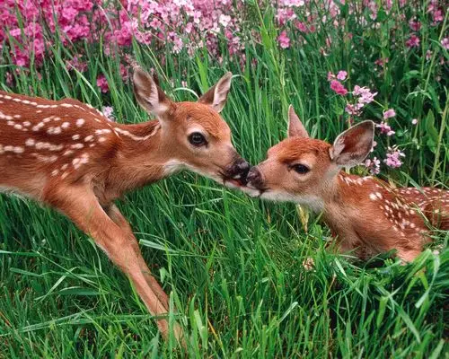 草丛里的两只梅花鹿 壁纸 - 1280x1024