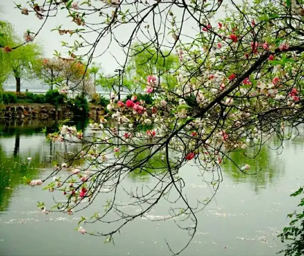 桃花印在水面,分外妖娆.