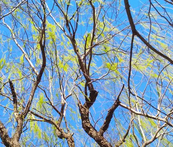 春风吹出柳梢绿