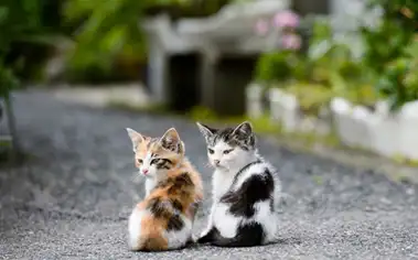 妹子哭诉买猫被骗1000,橘猫被当成英短,老板:只是串的不好而已_猫咪