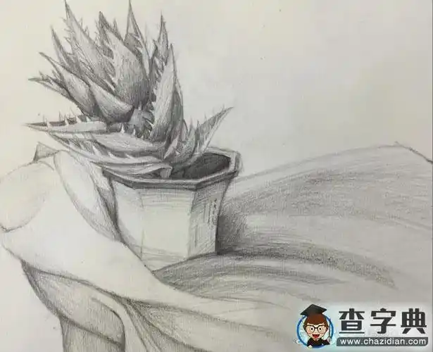 写生芦荟图片 植物素描画图片分享