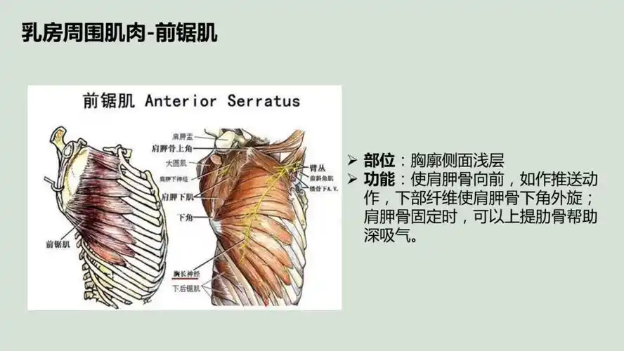 文献速递丨超声引导下新型前锯肌平面阻滞在乳腺癌改良根治术中的应用