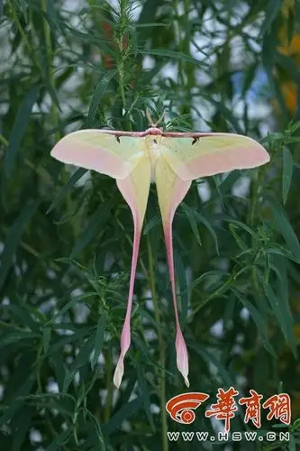 美丽又惊悚的大蚕蛾你认识几个