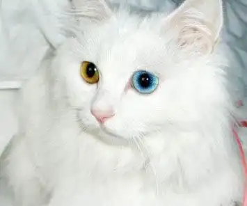 波斯猫鸳鸯眼.金银眼波斯猫4个月出售或者换猫母猫