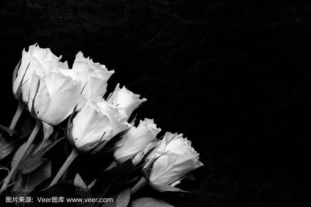 白色,黑白图片,特写,玫瑰,黑色