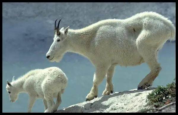 生肖速配说明书【详图】
