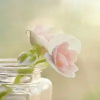 女生最爱的小清新唯美的花朵意境个性头像图片看看花心情好