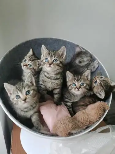 小偿领养 蓝眼英短金银虎斑