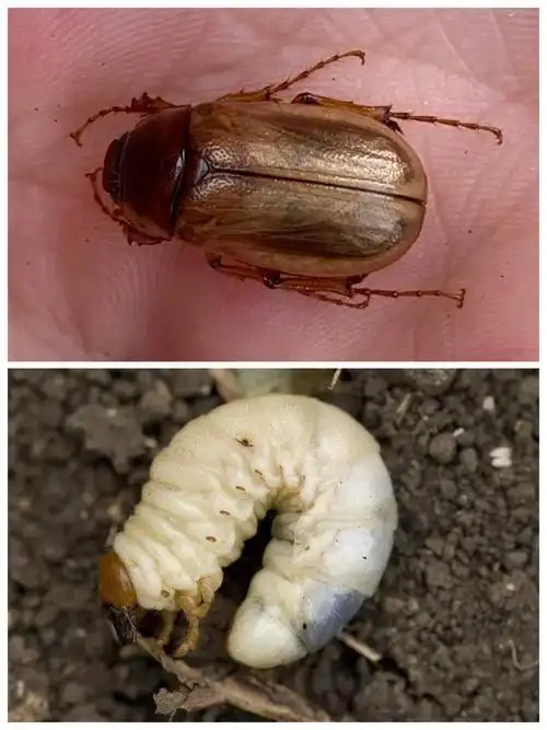 荒野自然观察4—昆虫初探索