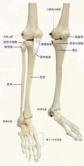 触诊-骨性标志点74/75-胫骨粗面/鹅足