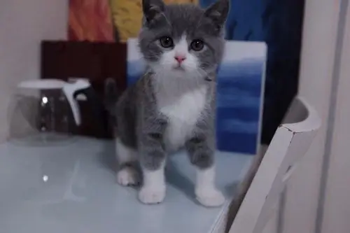 自家猫舍纯种多只英短蓝白 渐层 美短待售