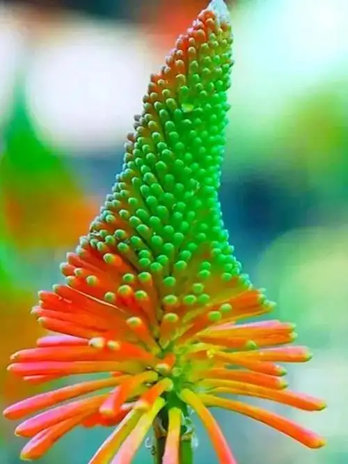 620_827竖版 竖屏