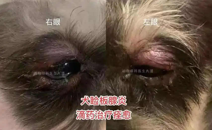 狗狗眼皮红肿,起泡,眼皮脱毛,睑板腺增生.图中是来自天津的雪 - 抖音