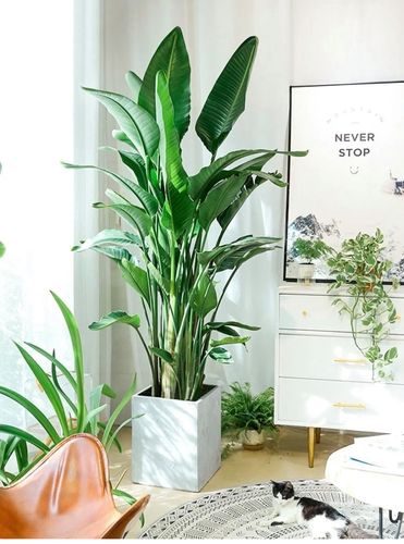 植物plantislands北欧天堂鸟室内客厅净化空气观叶网红大绿植