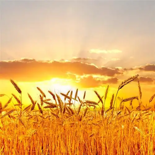 高清唯美落日晚霞麦田田园风光风景图片