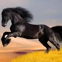 微信头像骏马奔腾