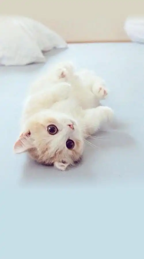 这么多可爱的小猫咪,哪一只是你最喜欢的