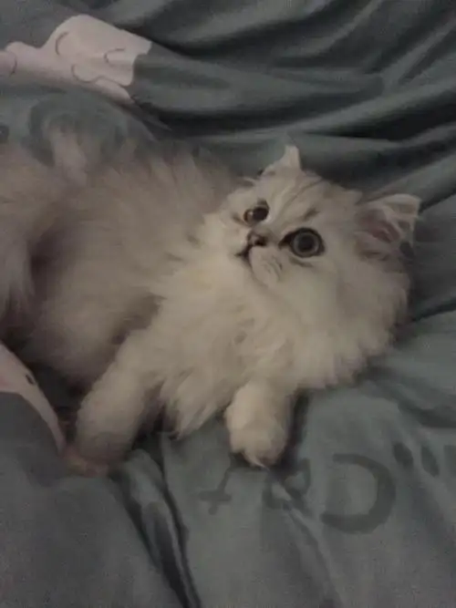 英短银渐层长毛公猫找对象