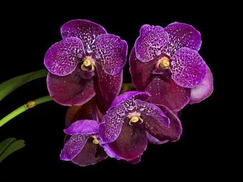 紫色的兰花,黑色的背景