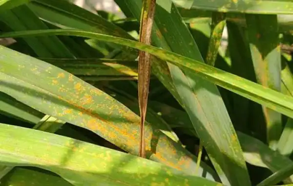 黄花菜锈病的为害症状,发病规律及综合防治措施