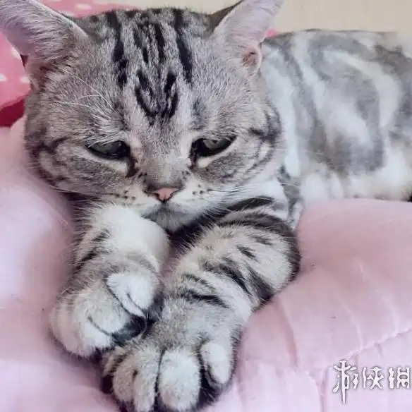 "委屈猫"爆红成网络萌宠新贵:可怜眼神萌化网民!