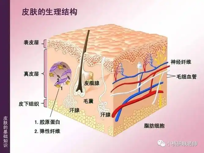 红梅老师带大家先简单了解下人体皮肤的结构 皮肤覆盖在人体最兔骀