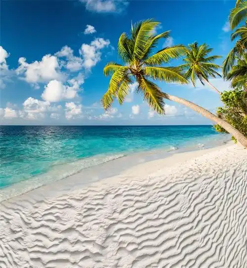 大海背景布 大海沙滩蓝天白云海边椰树风景主播拍视频段子直播背景布