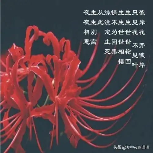 彼岸花,天蝎座的爱情花语