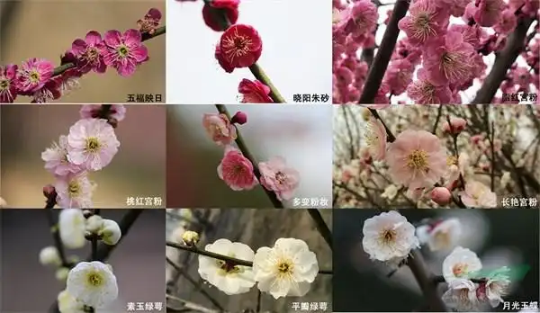 浙江农林大学14个梅花蜡梅新品种获授权