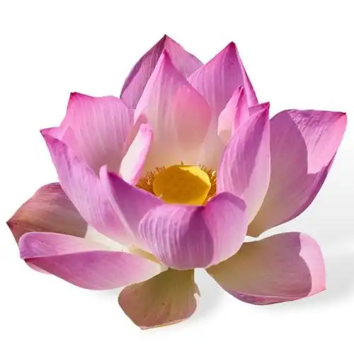 大莲花香是什么意思