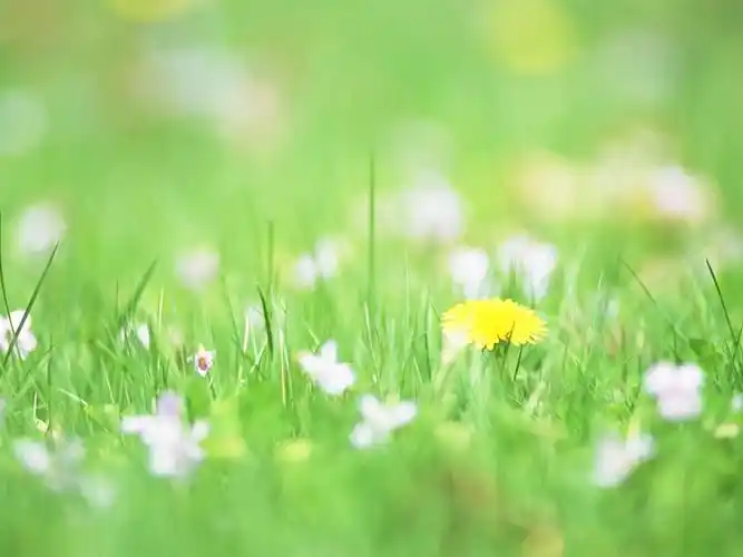 柔焦摄影风格花草高清照片素材20p