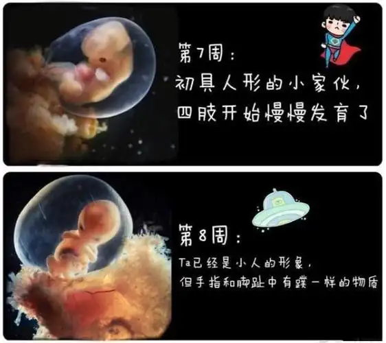 怀孕50多天胎儿是什么样?孕妈做好4点,避开胎停流产和胎儿畸形