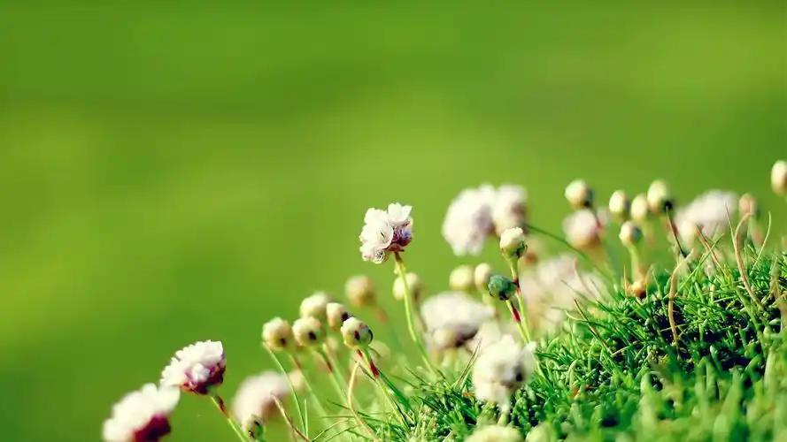 植物壁纸,绿色,唯美,小清新,花卉,植物,高清,绿色护眼,壁纸,1920x1080