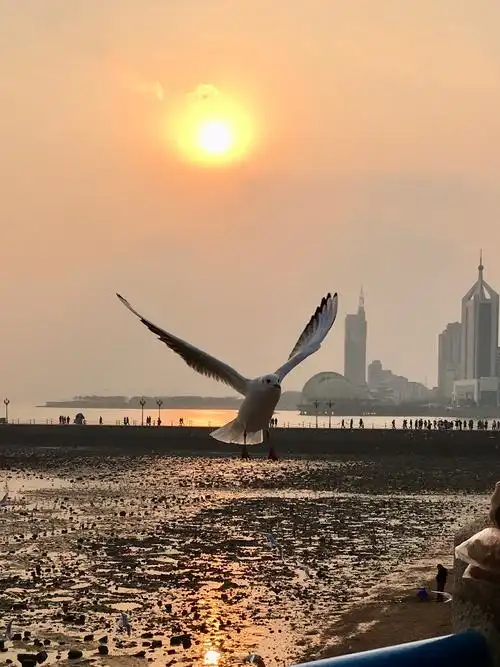 青岛冬日美丽的海鸥